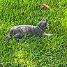 animal, cat, closeup, collar, daylight, feline, garden, grass, gray_cat, green, leaf, lying_down, mammal, nature, outdoor, pet, relaxed, side_view, sunlight, wildlife