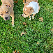 Taya Et Tao participe au concours pour gagner de l'argent avec cette photo : animal, brown_dog, canine, curious, daytime, dog, field, foot, grass, greenery, human, leaf, nature, outdoor, paw, pet, sniffing, summer, walking, white_and_brown_dog