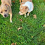 dog, grass, leaf, outdoor, pet, canine, brown_dog, white_and_brown_dog, nature, animal, paw, sniffing, curious, summer, greenery, foot, human, walking, daytime, field