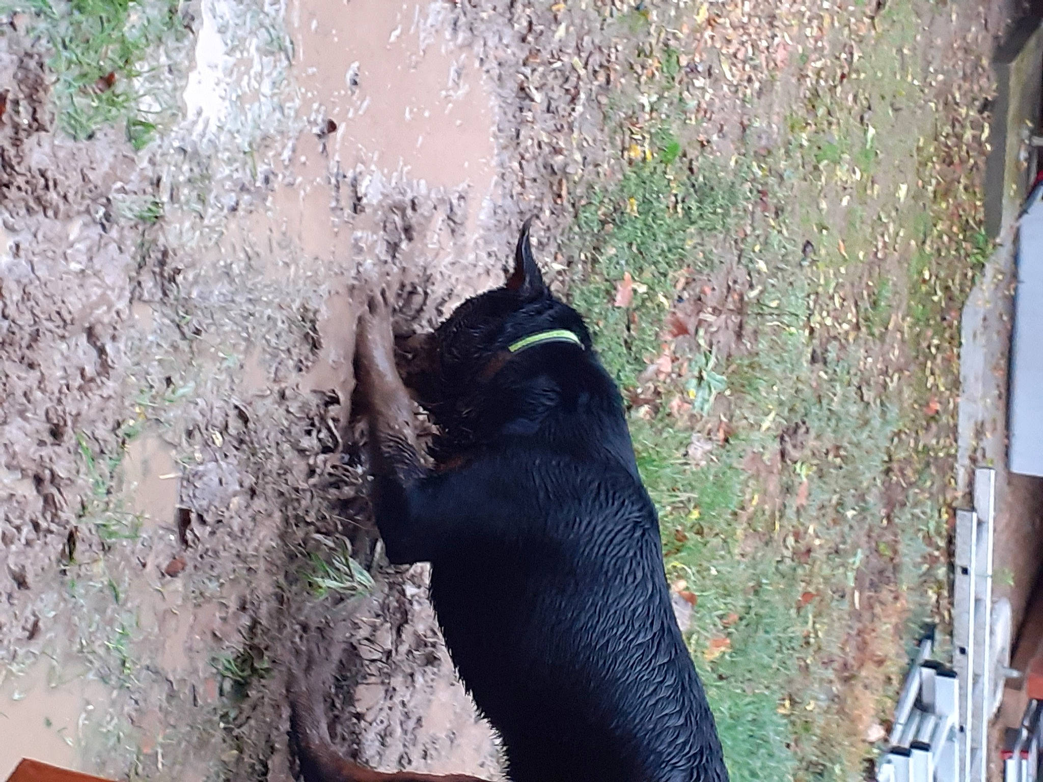 Rok a rejoint le concours — aidez-le/la à gagner de superbes lots ! black_cat, carnivore, guard_dog, snout