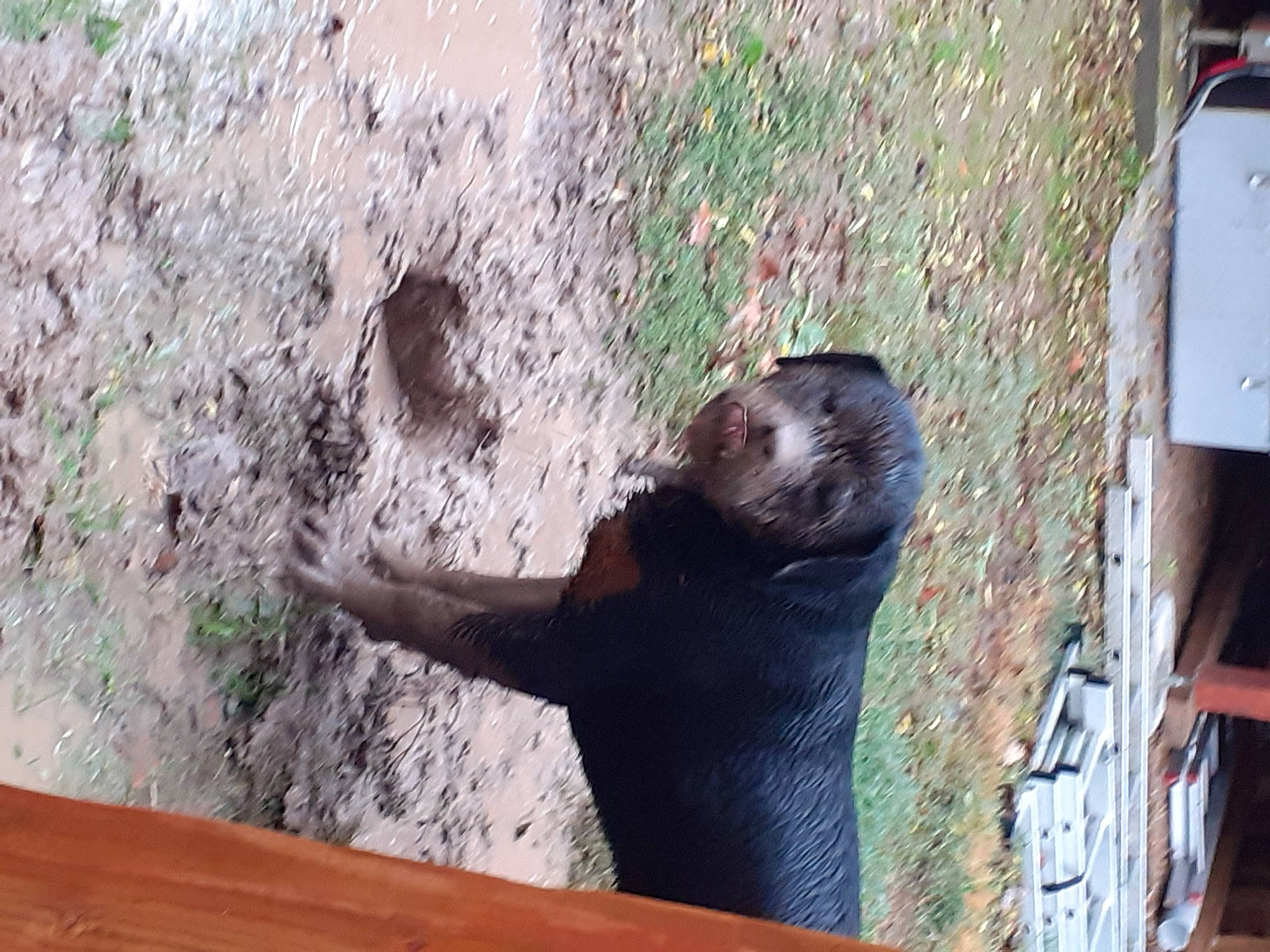 Rok a rejoint le concours — aidez-le/la à gagner de superbes lots ! adaptation, snout