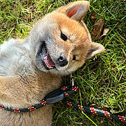 Kyubi a rejoint le concours — aidez-le/la à gagner de superbes lots ! accessories, animal, bodypart, canine, coyote, dog, fox, goldenretriever, grass, husky, kitfox, leash, mouth, person, pet, plant, puppy, redfox, strap, whitedog