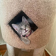 Lilo joined the competition — help win amazing prizes! kitten, cat, pet, animal, feline, gray_cat, collar, indoor, cat_condo, carpeted_furniture, cute, curious, wide_eyes, paw, pet_accessory, home, cozy, furniture, looking_out, young_cat