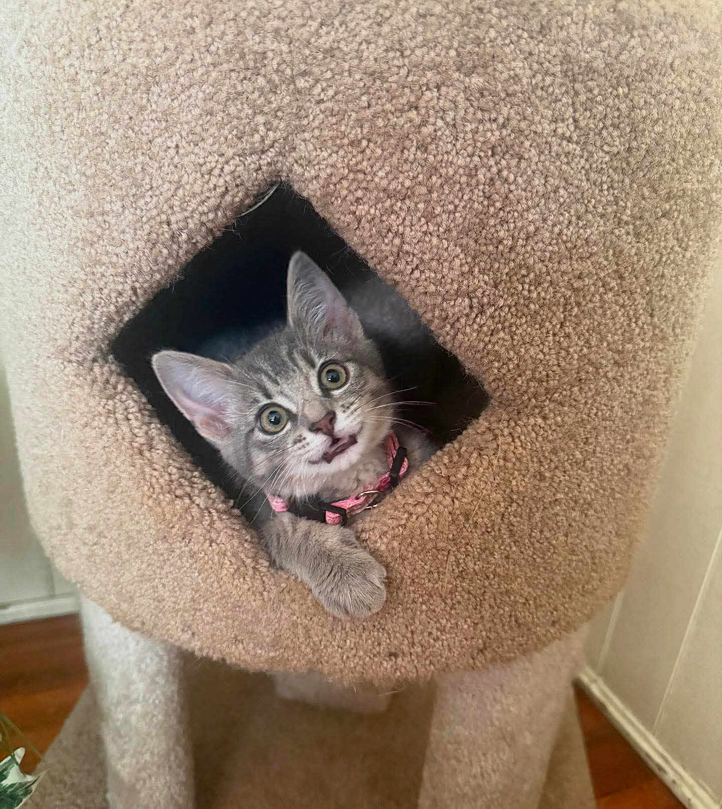 Lilo