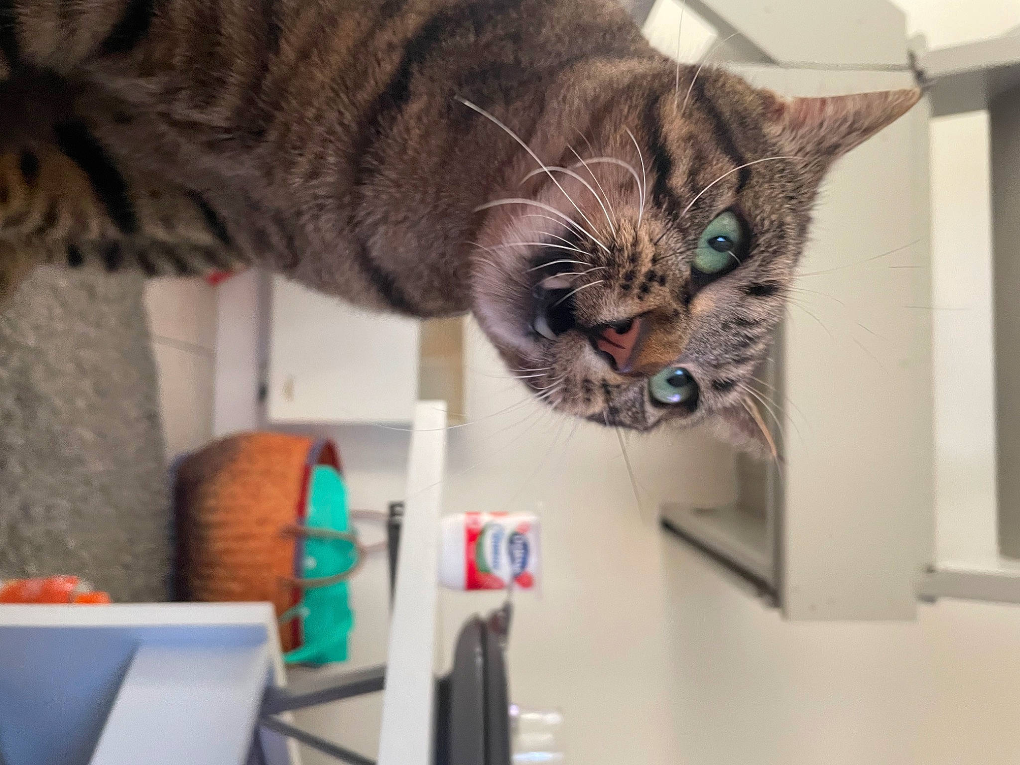 Patapouf participe au concours pour gagner de l'argent avec cette photo : big_cats, carnivore, cat, claw, domestic_short_haired_cat, felidae, fur, paw, plant, room, small_to_medium_sized_cats, snout, tail, terrestrial_animal, tree, whiskers, wood