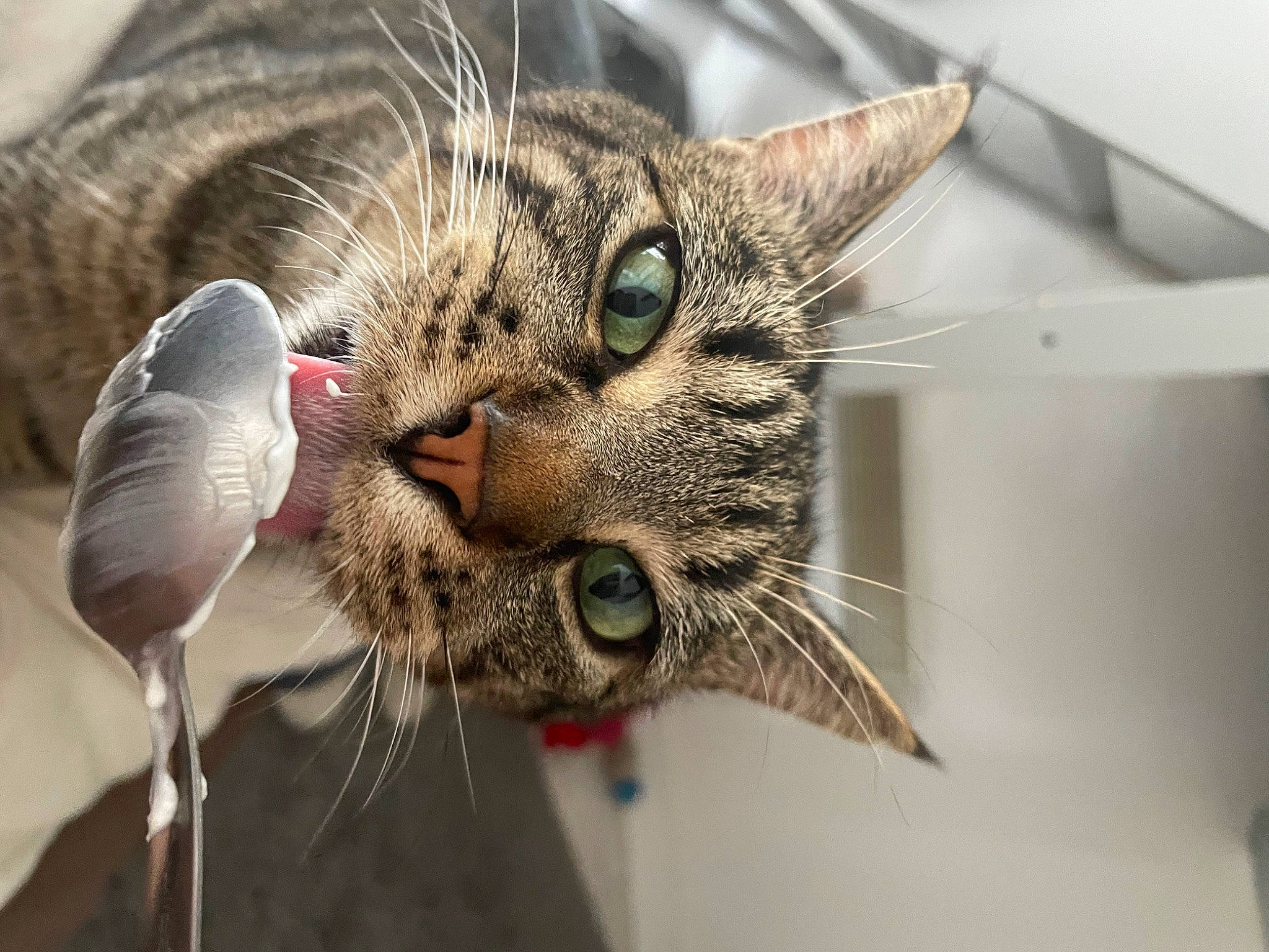 Patapouf a rejoint le concours — aidez-le/la à gagner de superbes lots ! carnivore, cat, claw, close_up, domestic_short_haired_cat, ear, eye, eyelash, felidae, fur, head, iris, mammal, organism, small_to_medium_sized_cats, snout, tree, vertebrate, whiskers, wildlife