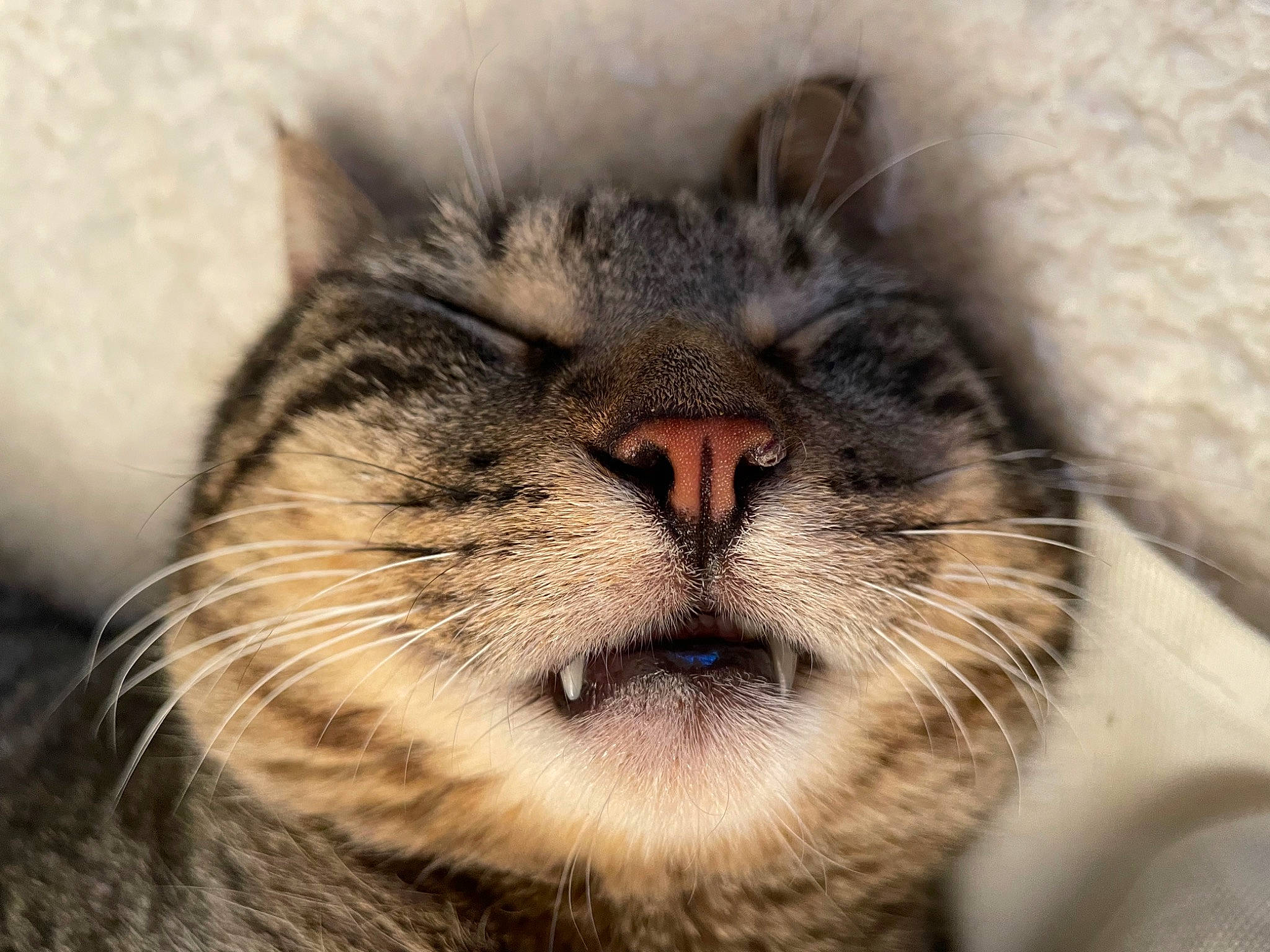 Patapouf a rejoint le concours — aidez-le/la à gagner de superbes lots ! big_cats, carnivore, cat, close_up, domestic_short_haired_cat, eye, felidae, fur, hair, head, iris, paw, sky, small_to_medium_sized_cats, snout, terrestrial_animal, whiskers, wildlife, wrinkle