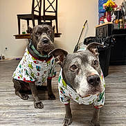 Lulu is registered to the contest to win money with this photo: dog, indoor, pajamas, matching_clothing, floor, wooden_floor, furniture, chair, water_dispenser, flower_vase, flowers, pet, animal, two_dogs, looking_at_camera, home, domestic, cute, mammal, companions