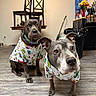 dog, indoor, pajamas, matching_clothing, floor, wooden_floor, furniture, chair, water_dispenser, flower_vase, flowers, pet, animal, two_dogs, looking_at_camera, home, domestic, cute, mammal, companions