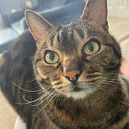 Piper is registered to the contest to win money with this photo: cat, tabby, green_eyes, whiskers, pet, animal, indoor, close_up, feline, curious, fur, portrait, domestic_cat, cute, mammal, eyes, face, looking, house, soft_light