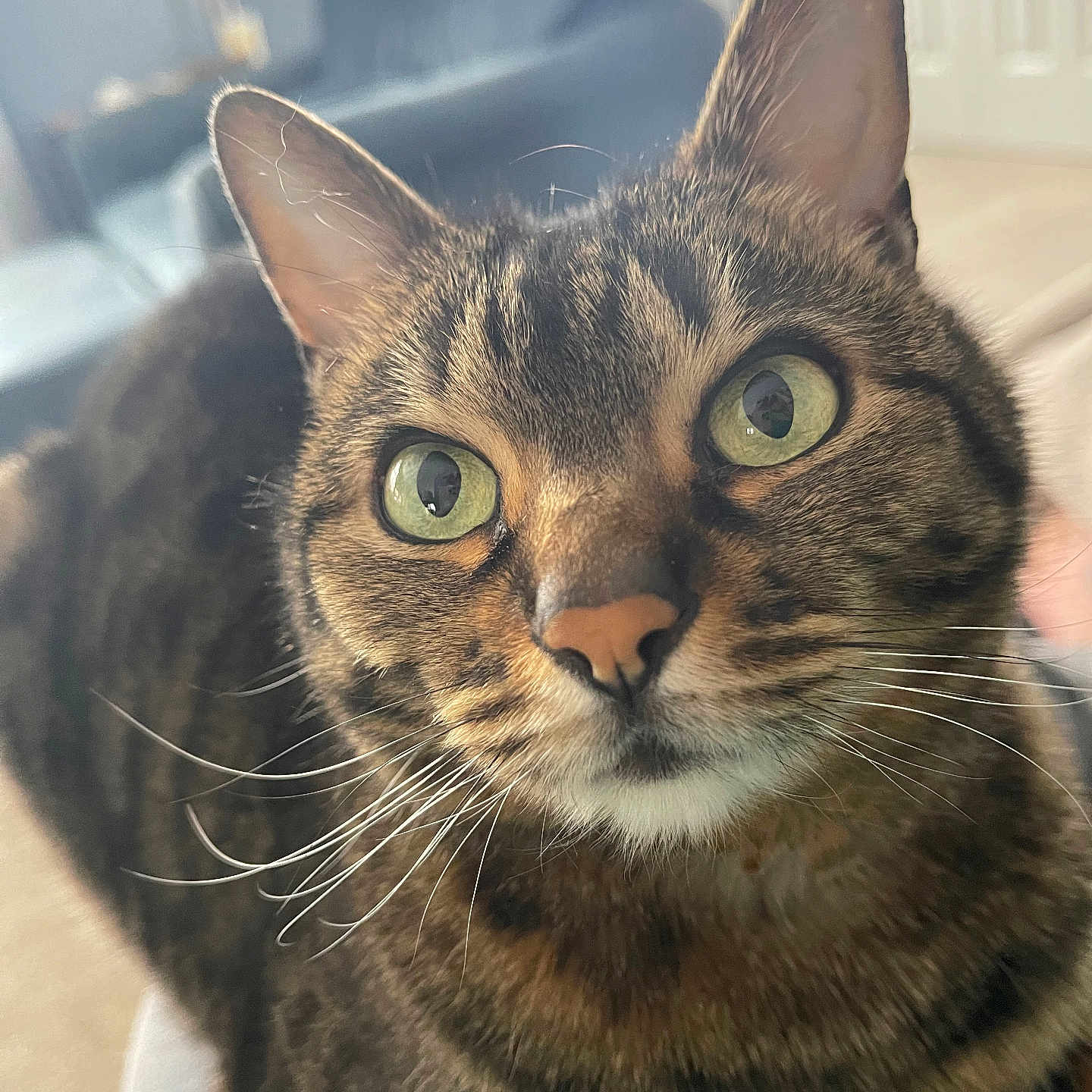 Piper is registered to the contest to win money with this photo: animal, cat, close_up, curious, cute, domestic_cat, eyes, face, feline, fur, green_eyes, house, indoor, looking, mammal, pet, portrait, soft_light, tabby, whiskers