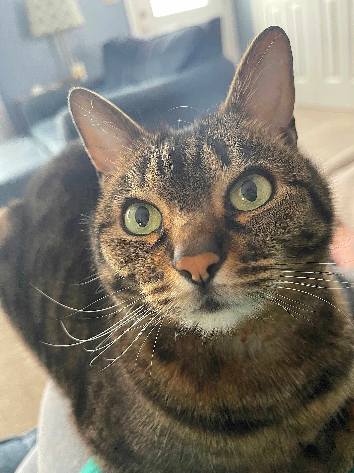 Piper is registered to the contest to win money with this photo: cat, tabby, green_eyes, whiskers, pet, animal, indoor, close_up, feline, curious, fur, portrait, domestic_cat, cute, mammal, eyes, face, looking, house, soft_light