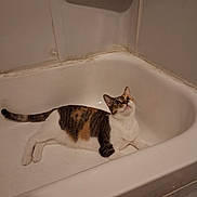 Penelope is registered to the contest to win money with this photo: cat, calico, bathtub, indoor, pet, animal, feline, curious, white, relaxed, looking_up, home, floor, wall, paw, ears, tail, domestic, mammal, quiet