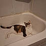 cat, calico, bathtub, indoor, pet, animal, feline, curious, white, relaxed, looking_up, home, floor, wall, paw, ears, tail, domestic, mammal, quiet