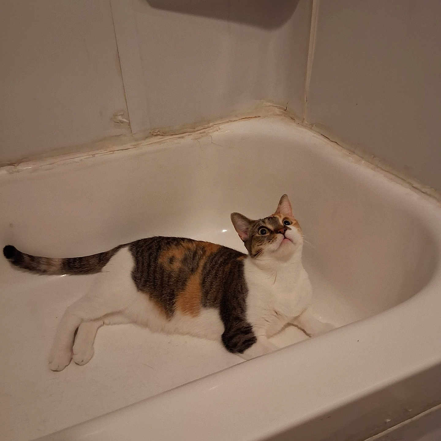 Penelope is registered to the contest to win money with this photo: animal, bathtub, calico, cat, curious, domestic, ears, feline, floor, home, indoor, looking_up, mammal, paw, pet, quiet, relaxed, tail, wall, white