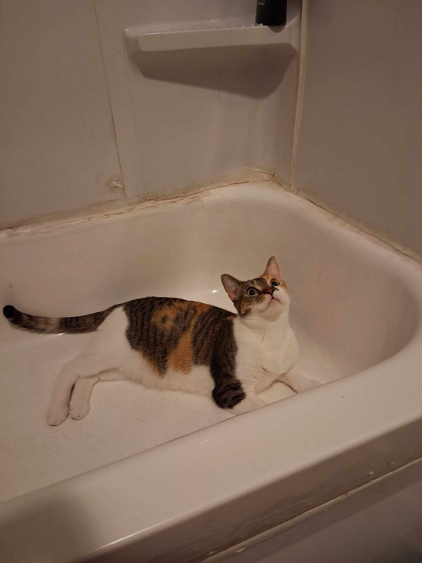 Penelope is registered to the contest to win money with this photo: cat, calico, bathtub, indoor, pet, animal, feline, curious, white, relaxed, looking_up, home, floor, wall, paw, ears, tail, domestic, mammal, quiet