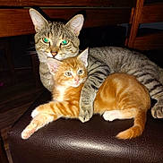 Baby joined the competition — help win amazing prizes! cat, kitten, tabby_cat, orange_tabby, gray_tabby, pet, animal, feline, indoor, chair, leather, wooden_furniture, snuggling, hug, cute, fur, paw, eyes, relaxing, domestic_animal