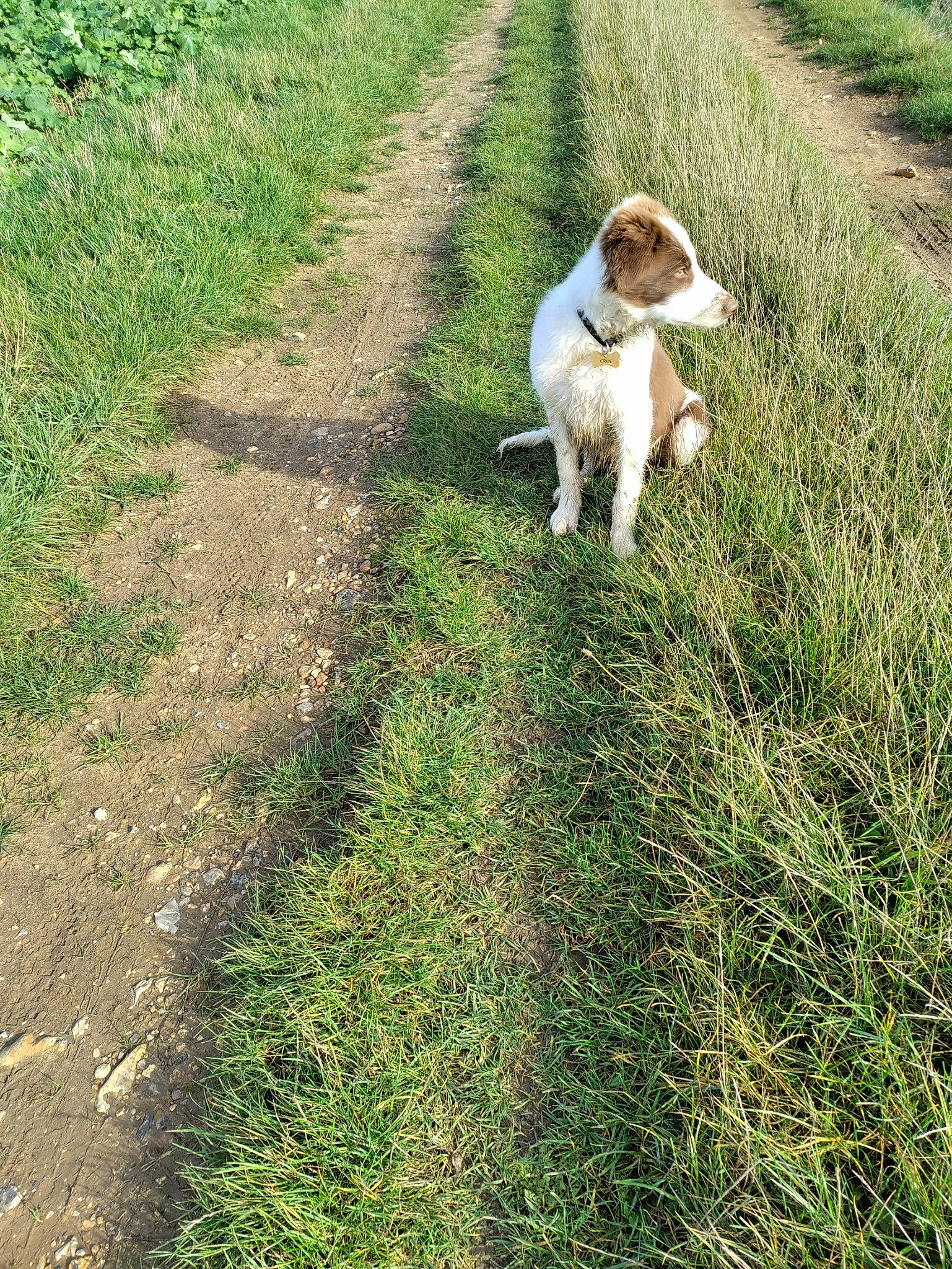 Crue is registered to the contest to win money with this photo: agriculture, canidae, carnivore, companion_dog, dog, dog_breed, fawn, field, grass, grass_family, grassland, groundcover, gun_dog, natural_landscape, pasture, people_in_nature, plant, shrub, soil, tail