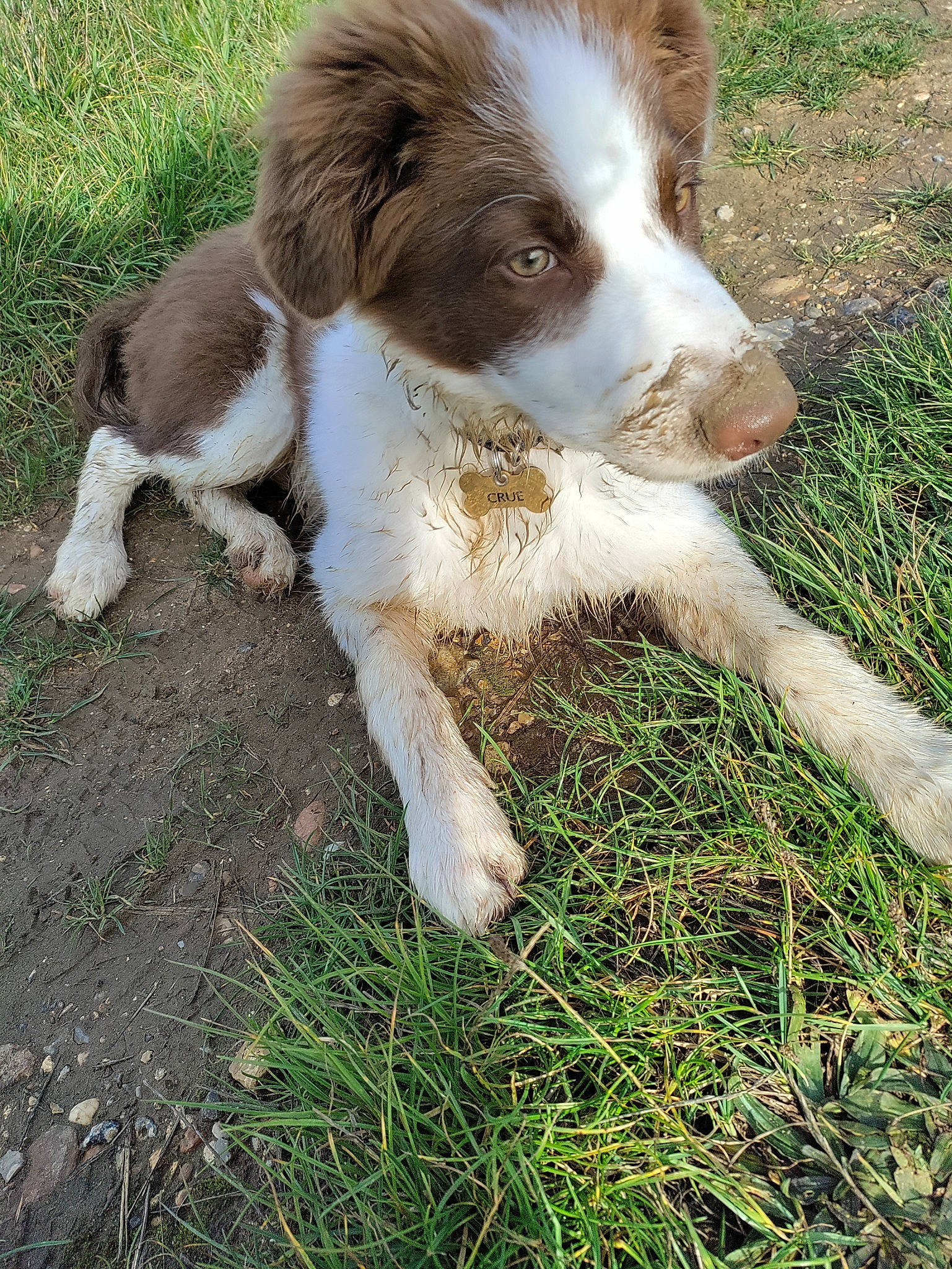 Crue joined the competition — help win amazing prizes! carnivore, companion_dog, dog, dog_breed, fur, grass, hunting_dog, liver, plant, soil, sporting_group, tail, terrestrial_animal, working_dog