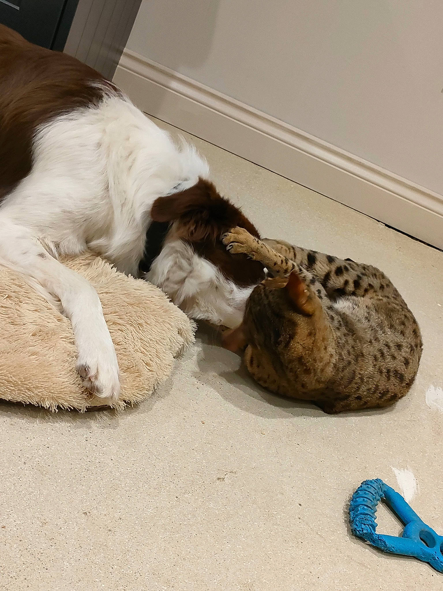 Crue is registered to the contest to win money with this photo: canidae, carnivore, cat, claw, comfort, companion_dog, dog_breed, domestic_short_haired_cat, fawn, felidae, flooring, fur, paw, small_to_medium_sized_cats, snout, sporting_group, tail, terrestrial_animal, vertebrate, whiskers