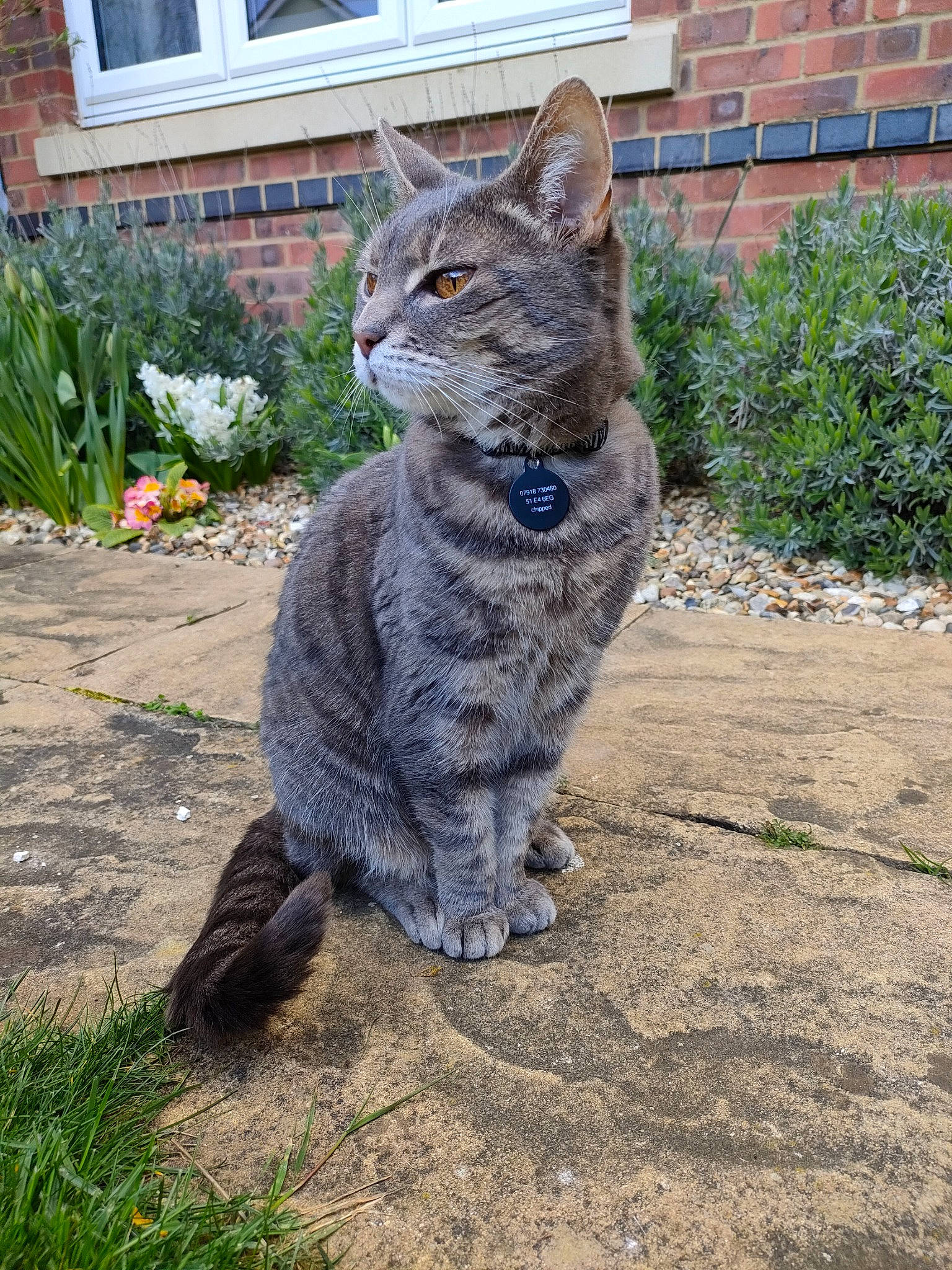 Tazmin is registered to the contest to win money with this photo: art, building, carnivore, cat, domestic_short_haired_cat, door, felidae, fur, grass, grey, lynx, plant, road_surface, sitting, small_to_medium_sized_cats, snout, tail, terrestrial_animal, whiskers, window