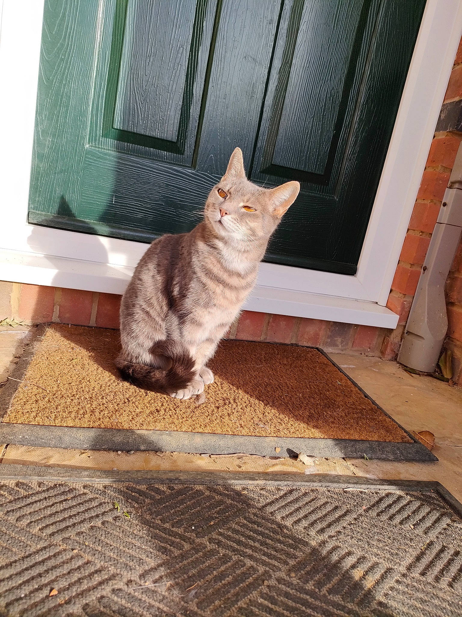 Tazmin joined the competition — help win amazing prizes! carnivore, carpet, cat, domestic_short_haired_cat, fawn, felidae, floor, flooring, fur, grey, hardwood, paw, rectangle, road_surface, small_to_medium_sized_cats, snout, tail, whiskers, window, wood