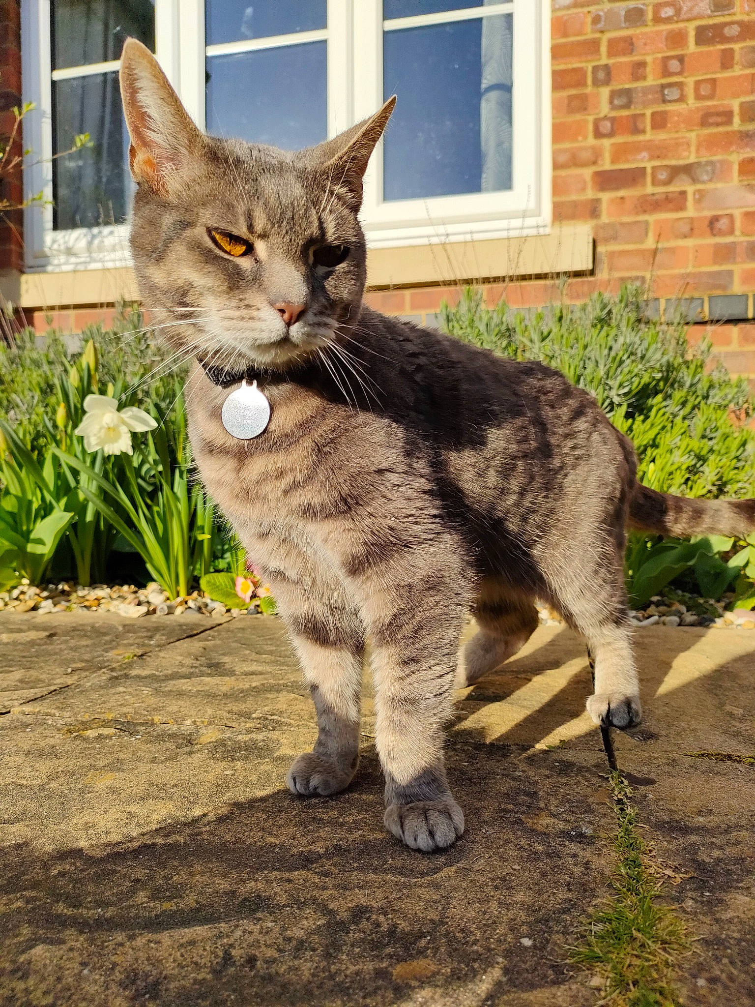 Tazmin joined the competition — help win amazing prizes! brick, brickwork, carnivore, cat, claw, domestic_short_haired_cat, felidae, flower, fur, grass, plant, sash_window, sitting, small_to_medium_sized_cats, snout, tail, terrestrial_animal, whiskers, wildlife, window