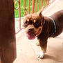 animal, brown_dog, canine, collar, cute, daylight, dog, fence, friendly, greenery, happy, home, outdoor, pet, porch, railing, summer, tile_floor, tongue_out, walking