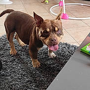 Nina participe au concours pour gagner de l'argent avec cette photo : baby_toy, brown_dog, canine, carpet, dog, domestic_animal, ears_up, floor, furniture, happy, household, indoor, living_room, pet, play_area, rug, table, tile_floor, tongue_out, toy
