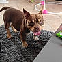 baby_toy, brown_dog, canine, carpet, dog, domestic_animal, ears_up, floor, furniture, happy, household, indoor, living_room, pet, play_area, rug, table, tile_floor, tongue_out, toy