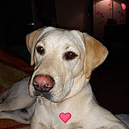 Nutella a rejoint le concours — aidez-le/la à gagner de superbes lots ! carnivoran, dog, dog_breed, dog_breed_group, dog_like_mammal, labrador_retriever, retriever, snout, sporting_group, whiskers