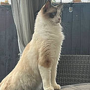 Benson is registered to the contest to win money with this photo: cat, fluffy, indoor, curtain, table, furniture, patio, looking_away, whiskers, ears, blue_eyes, light_brown, white_fur, long_hair, side_view, quiet, domestic_animal, alert, wicker_chair, peaceful