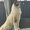 cat, fluffy, indoor, curtain, table, furniture, patio, looking_away, whiskers, ears, blue_eyes, light_brown, white_fur, long_hair, side_view, quiet, domestic_animal, alert, wicker_chair, peaceful