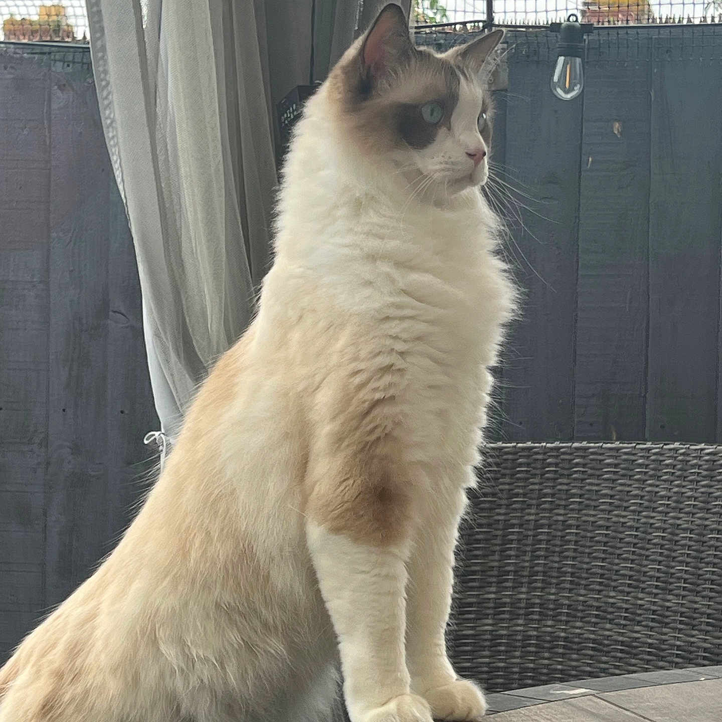 Benson is registered to the contest to win money with this photo: cat, fluffy, indoor, curtain, table, furniture, patio, looking_away, whiskers, ears, blue_eyes, light_brown, white_fur, long_hair, side_view, quiet, domestic_animal, alert, wicker_chair, peaceful