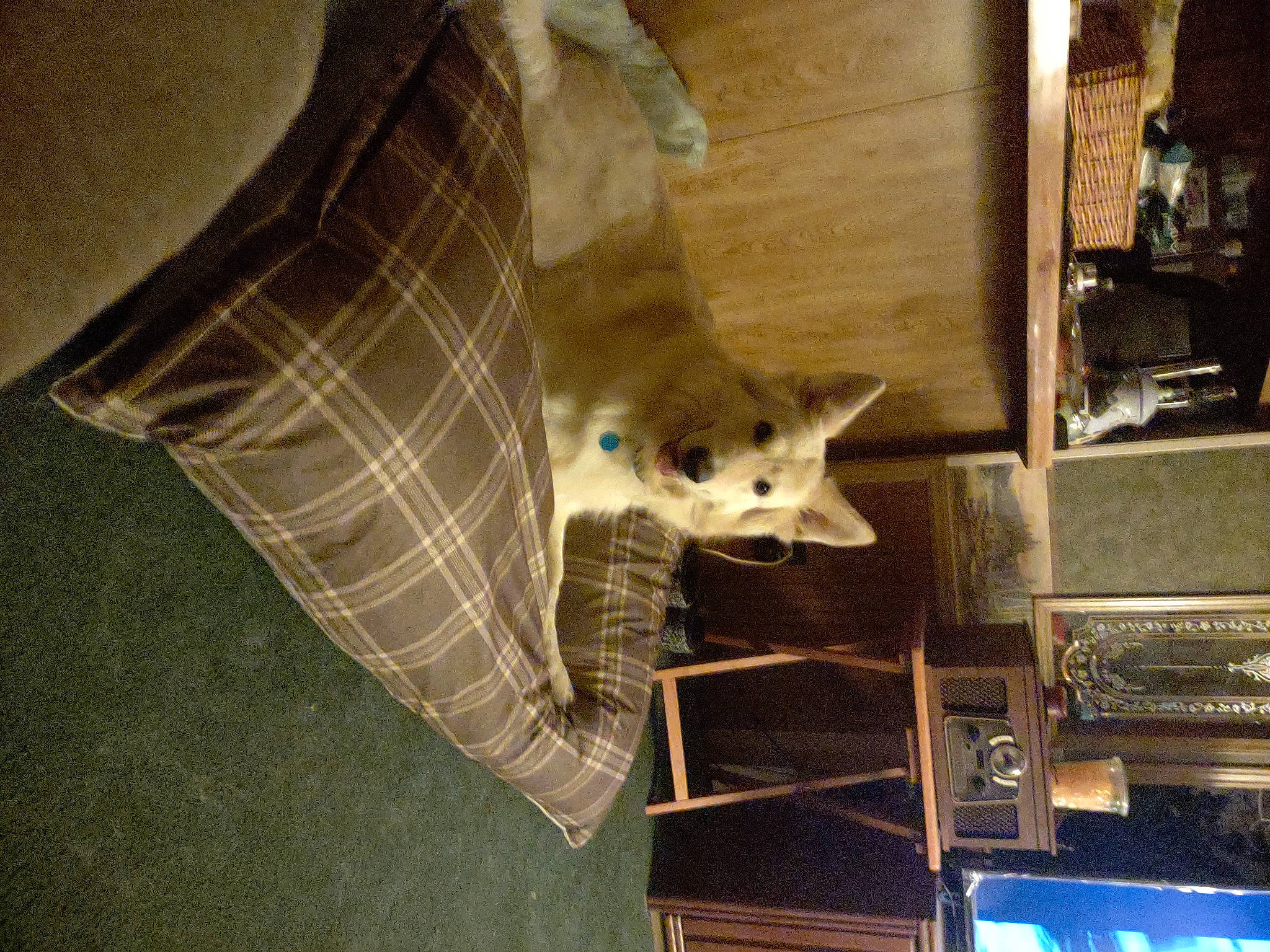 Rowdy is registered to the contest to win money with this photo: canidae, carnivore, comfort, companion_dog, dog_breed, felidae, fur, machine, non_sporting_group, pattern, room, shelf, small_to_medium_sized_cats, stuffed_toy, tail, terrestrial_animal, whiskers, wood