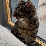 Mia a rejoint le concours — aidez-le/la à gagner de superbes lots ! cat, tabby_cat, kitten, window, windowsill, indoor, pet, whiskers, fur, portrait, side_profile, looking_out, ears, eyes, gaze, cozy, blanket, wood_frame, glass, domestic