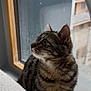 Mia a rejoint le concours — aidez-le/la à gagner de superbes lots ! cat, tabby, pet, animal, whiskers, window, windowsill, indoor, portrait, looking_up, fur, ears, eye, striped, cozy, home, muzzle, nose, glass, curtain