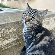 Mia a rejoint le concours — aidez-le/la à gagner de superbes lots ! cat, kitten, tabby, whiskers, stripes, fur, eyes, ears, concrete, steps, outdoor, portrait, close_up, sitting, curious, pet, domestic_animal, sidewalk, wall, cute