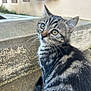 cat, kitten, tabby, whiskers, stripes, fur, eyes, ears, concrete, steps, outdoor, portrait, close_up, sitting, curious, pet, domestic_animal, sidewalk, wall, cute