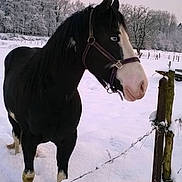 Lucky participe au concours pour gagner de l'argent avec cette photo :