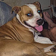 Oggy participe au concours pour gagner de l'argent avec cette photo : accessories, animal, bag, bodypart, boxer, bulldog, canine, couch, cushion, dog, furniture, handbag, homedecor, hound, indoors, mouth, person, pet, pitbull, puppy