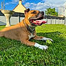 blue_sky, canine, chain_collar, clouds, collar, daytime, dog, fence, grass, happy, house, outdoor, pet, playing, resting, sunny, tennis_ball, tongue_out, tree, yard