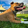 Oxo a rejoint le concours — aidez-le/la à gagner de superbes lots ! blue_sky, brown_dog, canine, chain, collar, dog, fence, grass, happy, house, outdoor, pet, playful, relaxed, summer, sunny, tennis_ball, tongue_out, white_paws, yard