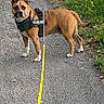 Oxo participe au concours pour gagner de l'argent avec cette photo : alert, animal, brown, canine, curious, daylight, dog, domestic_animal, friendly, grass, harness, leash, nature, outdoor, paved_path, pet, sidewalk, standing, walking, white