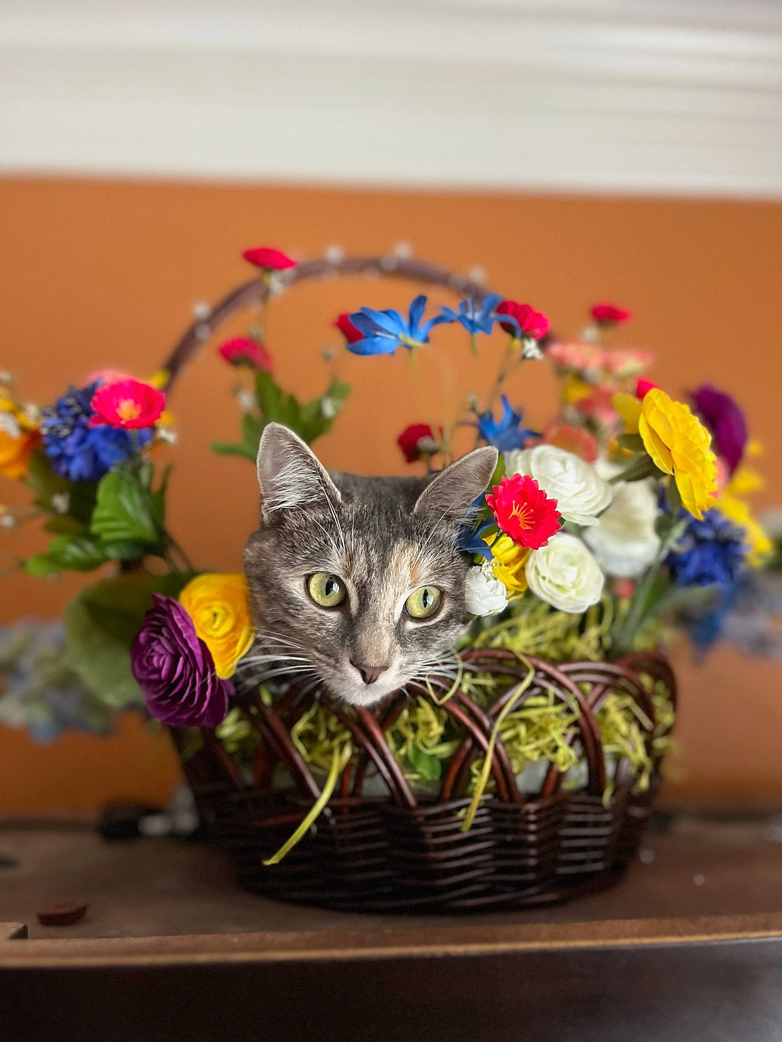 Chofi Chofi joined the competition — help win amazing prizes! art, artificial_flower, basket, carnivore, cat, domestic_short_haired_cat, fashion_accessory, felidae, flower, flower_arranging, flowerpot, fur, houseplant, linens, plant, room, small_to_medium_sized_cats, table, vase, whiskers