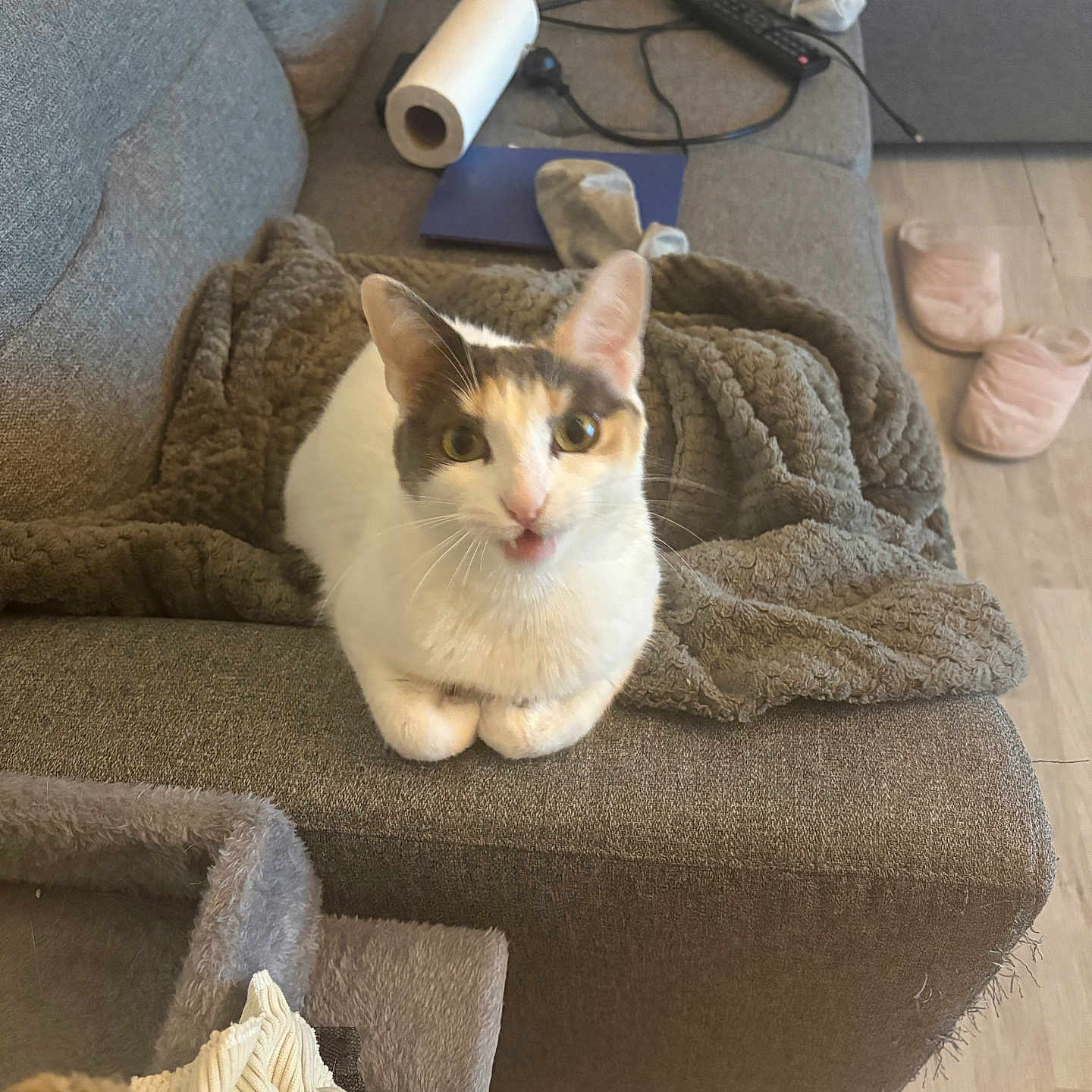 Neige participe au concours pour gagner de l'argent avec cette photo : animal, blanket, calico_cat, cat, cozy, curious, feline, floor, home, indoor, living_room, looking, mouth_open, paper_towel, pet, remote_control, sitting, slippers, sofa, white_cat