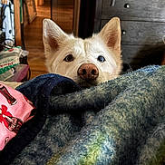 Luna is registered to the contest to win money with this photo: dog, white_dog, blanket, bed, nose, ears, indoor, furniture, drawer, wooden_floor, cozy, curious, pet, animal, snout, soft_lighting, home, room, textile, fabric