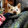 dog, white_dog, blanket, bed, nose, ears, indoor, furniture, drawer, wooden_floor, cozy, curious, pet, animal, snout, soft_lighting, home, room, textile, fabric