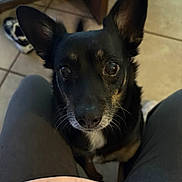Rocky is registered to the contest to win money with this photo: alert, animal, black_dog, brown_dog, canine, close_up, companion, curious, cute, dog, domestic_animal, ears, floor, indoor, legs, looking_up, person, pet, shoe, tile_floor