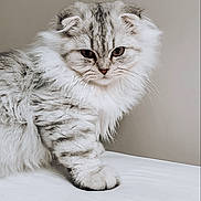 Mowgli a rejoint le concours — aidez-le/la à gagner de superbes lots ! animal, background, cat, cute, ears, face, feline, fluffy, fur, gray, indoor, kitten, mammal, paw, pet, portrait, soft, whiskers, white, young